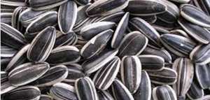 فوائد بذور عباد الشمس للحامل