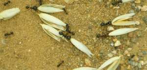 طرق حصول الحشرات على غذائها