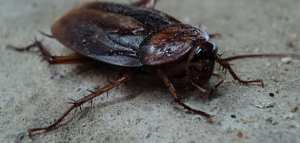 طريقة القضاء على الصراصير الكبيرة