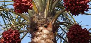 فوائد الرطب الأحمر