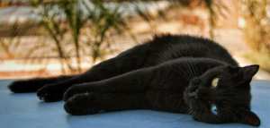 مقال عن عجائب المخلوقات