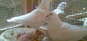 كيف تتم تربية الحمام