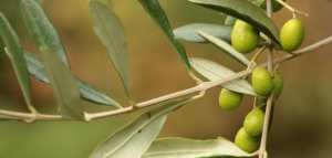 فوائد ماء الزيتون للضغط