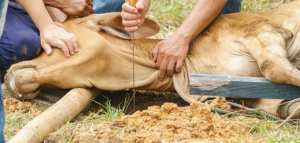 شروط ذابح الأضحية