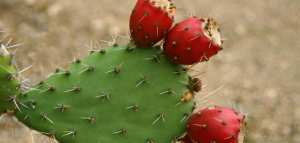 فوائد بذور الصبار