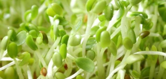 فوائد الحلبة المستنبتة