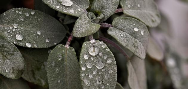 فوائد ومضار الميرمية