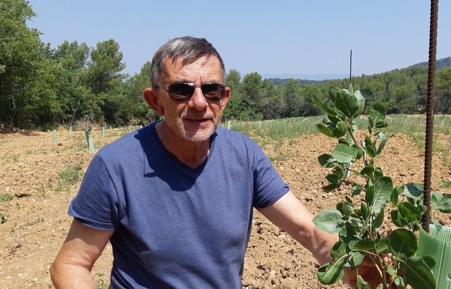 Planète - Vaucluse: La culture de la pistache, «adaptée au réchauffement climatique», relancée en France