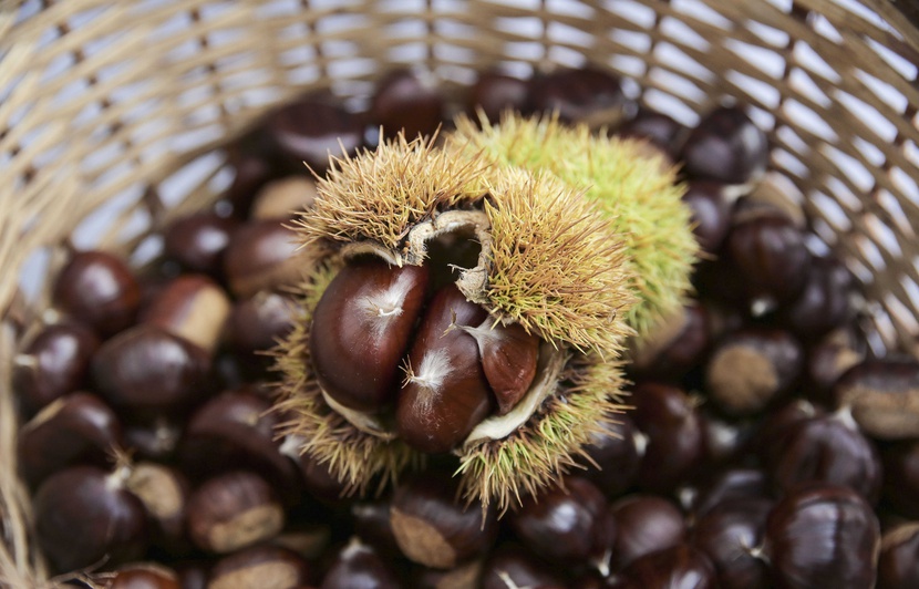 Planète - Ardèche (France): Et si les châtaigniers venaient à disparaître ?