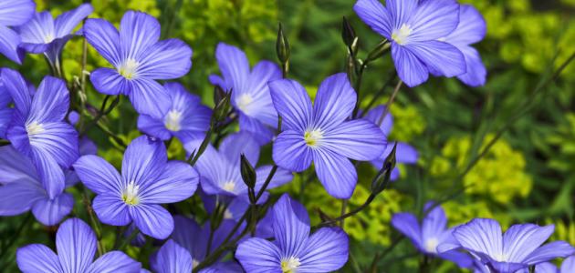 فوائد عشبة الكتان