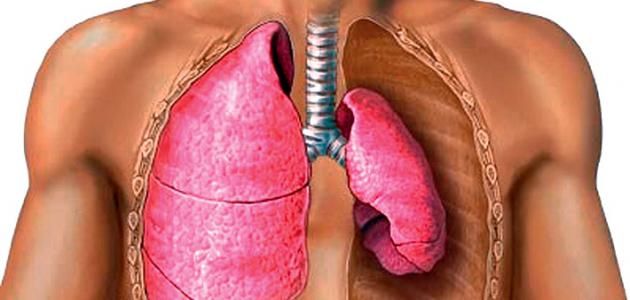 ما مكونات الجهاز التنفسي