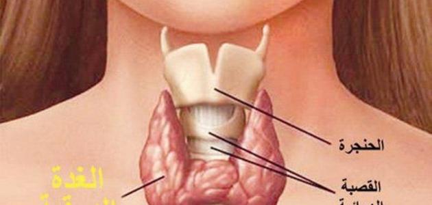 أين مكان الغدة الدرقية في جسم الإنسان