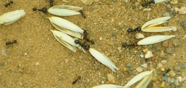 طرق حصول الحشرات على غذائها