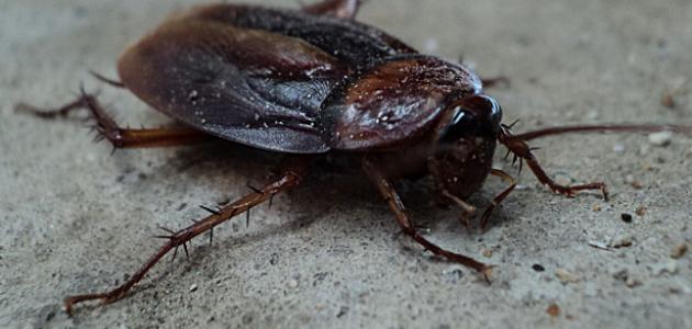 طريقة القضاء على الصراصير الكبيرة