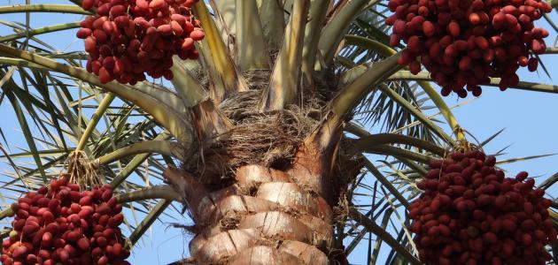 فوائد الرطب الأحمر