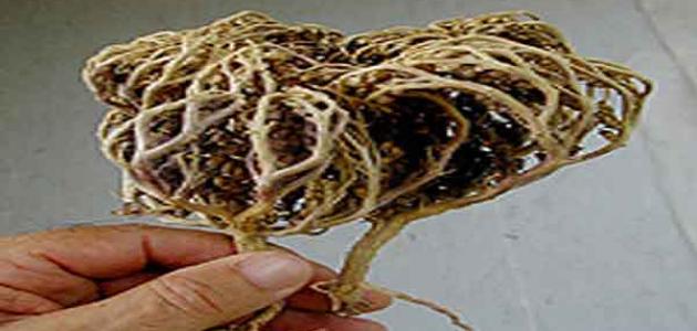 طريقة شرب كف مريم للحامل