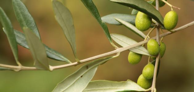 فوائد ماء الزيتون للضغط