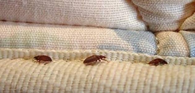 أسباب ظهور حشرة بق الفراش