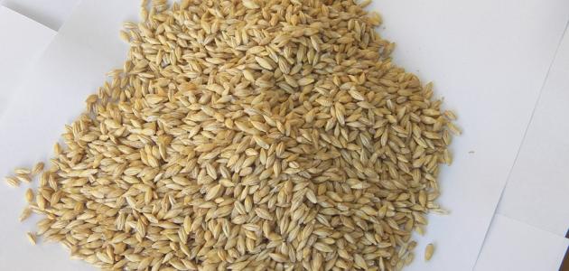 فوائد نخالة الشعير للبشرة