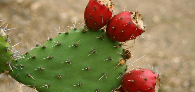 فوائد بذور الصبار