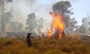 Tlemcen :176 hectares de fôrets parties en fumée