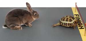 قصة الأرنب والسلحفاة
