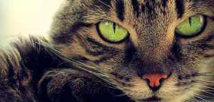 جميع أنواع القطط