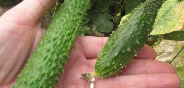 فوائد الخيار الكوري