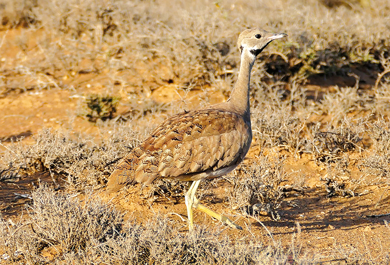 Algérie - Braconnage: «Bouteflika est parti, ses invités doivent le suivre»