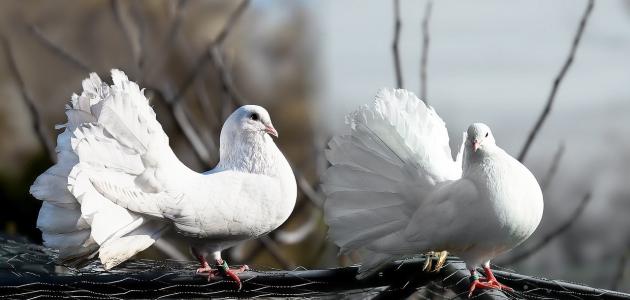 اغلى انواع الحمام