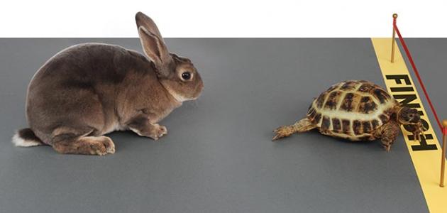 قصة الأرنب والسلحفاة