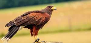 أنواع الصقور