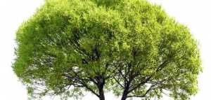 ما هو الكافور