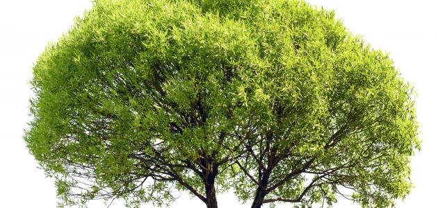 ما هو الكافور