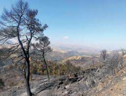 Algérie - Incendies de forêt dans les Bibans: De la catastrophe écologique à la désertification