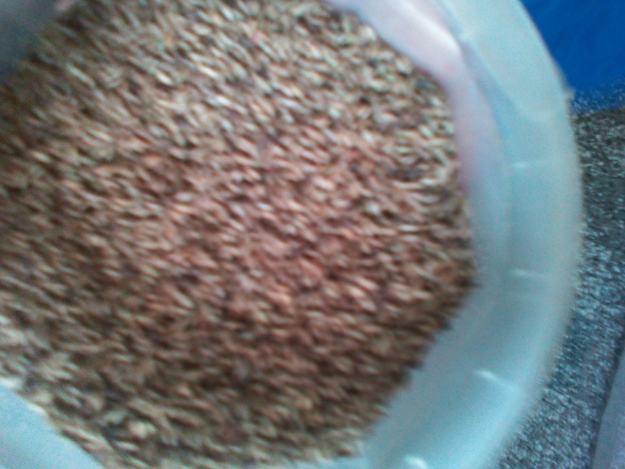 شرش الزلوع المقوي الجنسي بالجزائر0551335126