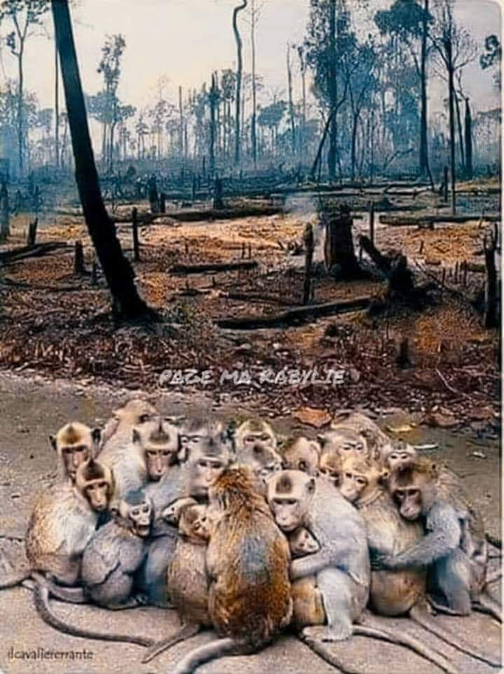 ثروة غابية وحيوانية تحترق بالقبائل فهل من منقذ!!!؟؟