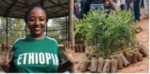 Éthiopie : 353 millions d'arbres contre le réchauffement climatique