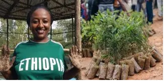 Éthiopie : 353 millions d'arbres contre le réchauffement climatique