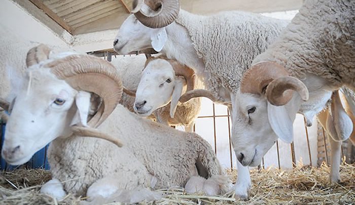 حملة للقضاء على الكيس المائي قبيل العيد بولاية تلمسان