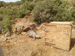 Tlemcen - Après de graves blessures, une hyène soignée puis relâchée