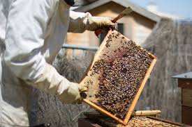 Planète - France: 2019 sera l'année noire pour le miel et les abeilles, du jamais vu en 70 ans