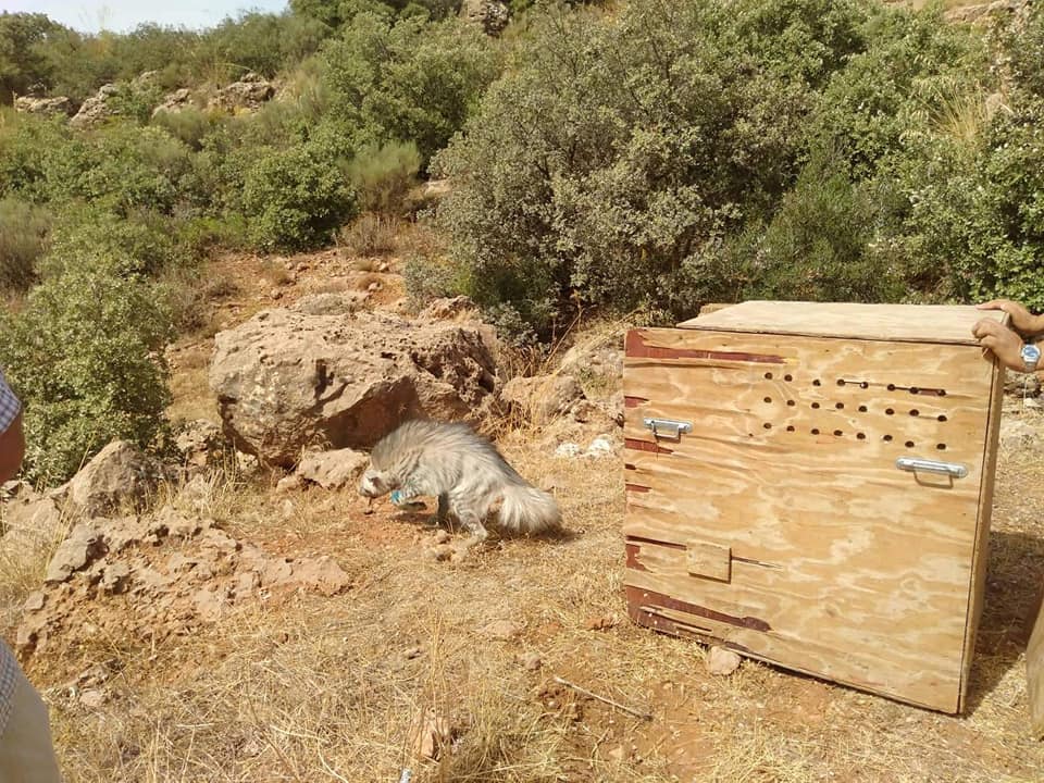 Tlemcen - Après de graves blessures, une hyène soignée puis relâchée