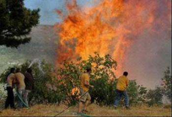 Saharidj (Bouira) - Les figueraies dévastées par les incendies