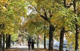 Planète - Paris: Une étude menée pour identifier les essences d'arbres les plus résistantes aux fortes chaleurs