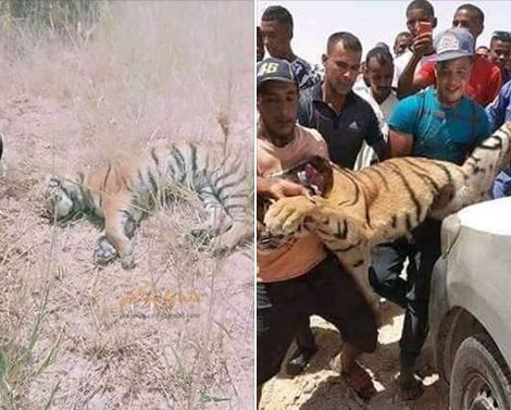 Nezla (Ouargla) - Un tigre abattu dans la région de Touggourt