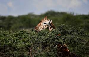 Planète - Girafes, loutres, éléphants... Les animaux menacés ont-ils beaucoup à attendre du nouveau sommet de la Cites?