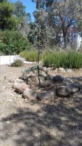 Le chêne vert de Djenane Dardar Qacentina