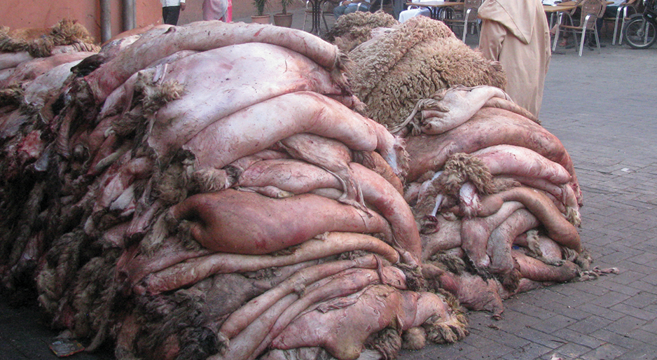 La valorisation des peaux du sacrifice à Adrar: Une tradition perpétuée par la population