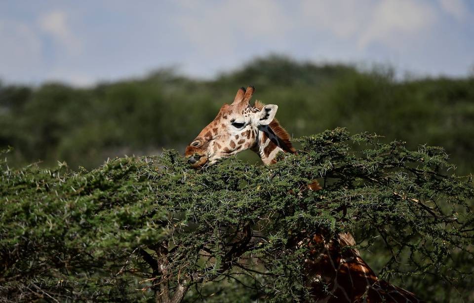 Planète - Girafes, loutres, éléphants... Les animaux menacés ont-ils beaucoup à attendre du nouveau sommet de la Cites?